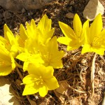 אתר חדש של חלמוניות Sternbergia clusiana – נחל שילה עילי