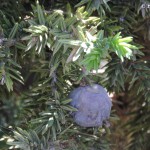 juniperus 2 yael