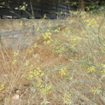 שומר פשוט  Foeniculum vulgare – פורח בחבל הים-תיכוני (יולי 2015)