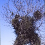 דבקון הזית התגלה על עץ מילה ליד קניון מלחה בירושלים