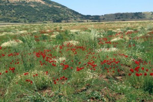 שדה עם קחוון מקופח ופרג אגסי תת-מין סורי. צילמה: ערגה אלוני © כ