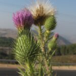 קוצן פשוט Cirsium vulgare: צמח זר לישראל המתפשט ומתאזרח? אתר חדש ביער ביריה ליד צפת