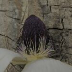 פרחים נקביים בכלנית: על תופעת פרחי כלנית בעלי עקרות זכרית