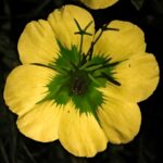 האבקת פרחי נר-הלילה החופי Oenothera drummondii על ידי תיקנים