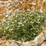 ארנריית הלבנון – צמח חדש לישראל ולחרמון