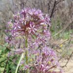 שום תל-אביב  Allium tel-avivense – פורח במישור החוף (מרץ 2018)