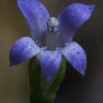 בת-לובליה זעירה Solenopsis laurentia – צמח אפיזודי חדש לישראל