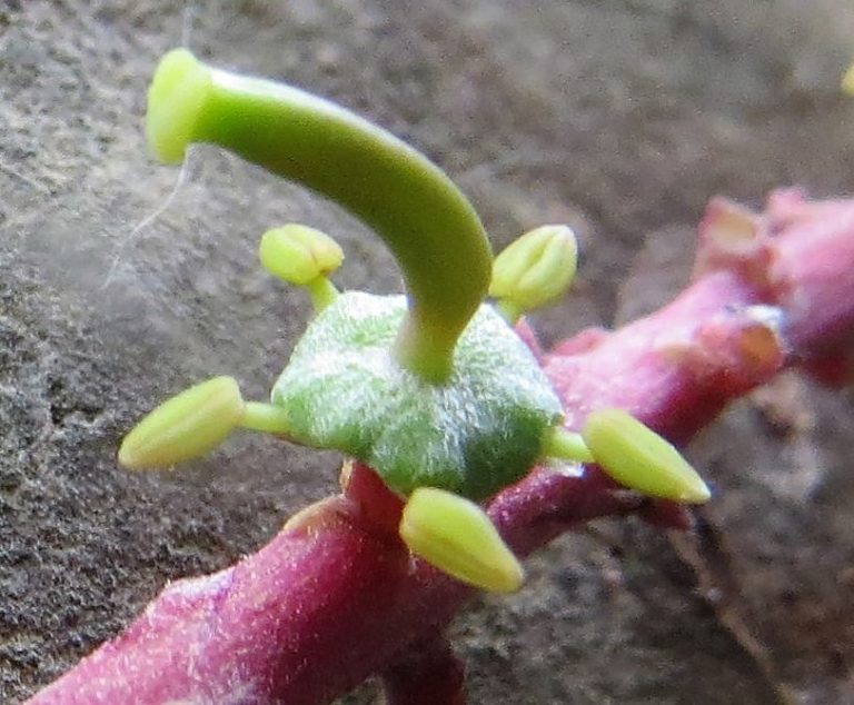 פרח דו-מיני בעל זירי אבקנים קצרים, צילם יוסי סלבצקי ©ים