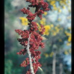 אוג הבורסקאים – עץ נשיר הגדל בחבל הים-תיכוני (מאי 2020)