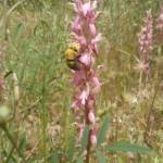 זכר דבורת-עץ צהובת-חזה מבקר בפרחי סחלב קדוש, צלם יצחק תור ©