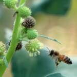 דבורת-דבש אוספת אבקה בצמחים מואבקי-רוח