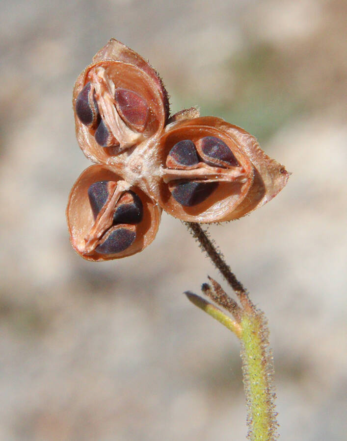 לוטמית המטאטא, זרע 4.5.20, עופר-כרמל, צילם עוז גולן ©