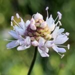 שלמון יפואי Cephalaria joppensis צמח ח"ש גבוה וזקוף (יוני 2021)