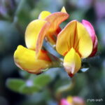 לוטוס מקרין Lotus corniculatus צמח ר"ש עשבוני הגדל בחרמון הגבוה (יולי 2021)