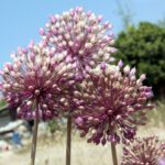 שום גבוה Allium ampeloprasum גיאופיט זקוף וגבוה (יוני 2021)