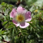 ורד דביק Rosa pulverulenta שיח קוצני הגדל בחרמון (יולי 2021)