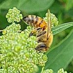 דבורים אוספות אבקה בכף-אווז –  האם הן גם מאביקות?